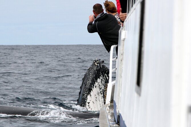 Whale Watching Tour with Spirit of Gold Coast - Good To Know