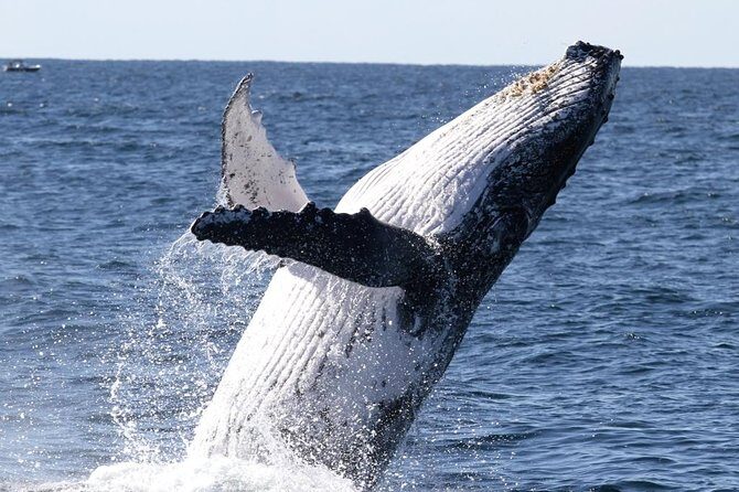 Whale Watching Tour with Spirit of Gold Coast - The Itinerary and What You Can Expect