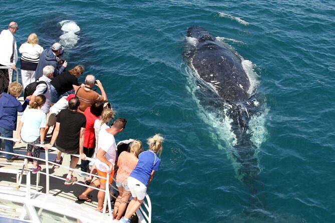 Whale Watching Tour with Spirit of Gold Coast - Who Is This Tour Best For?