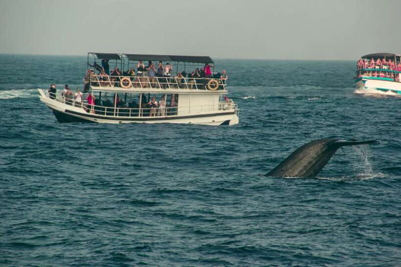 Whale Watching Tour with Transfers - The Practicalities: What You Need to Know