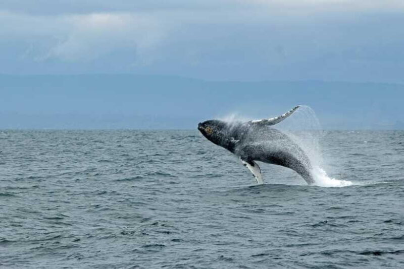Whale Watching Tour with Transfers - Who Will Love This Tour?