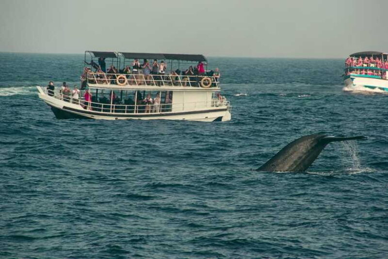 Whale Watching Tour with Transfers - The Sum Up