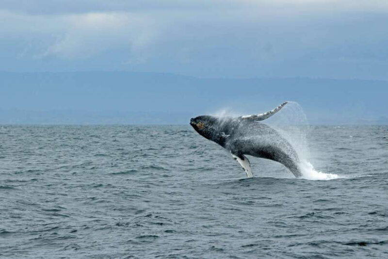Whale Watching Tour with Transfers - Setting Out: What to Expect from the Whale Watching Tour