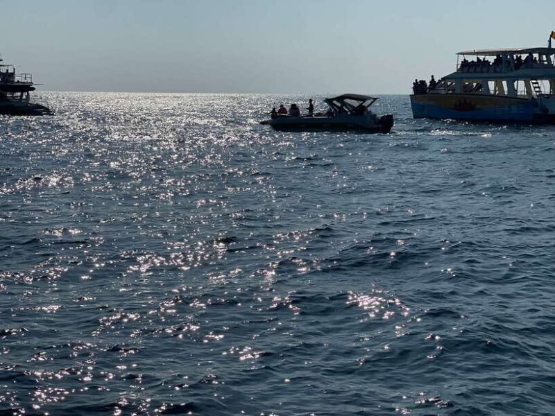 Whale Watching Tour with Transfers - FAQ