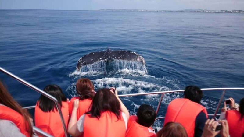 Whale watching tours departing from Naha - Introduction: What You Can Expect from the Naha Whale Watching Tour