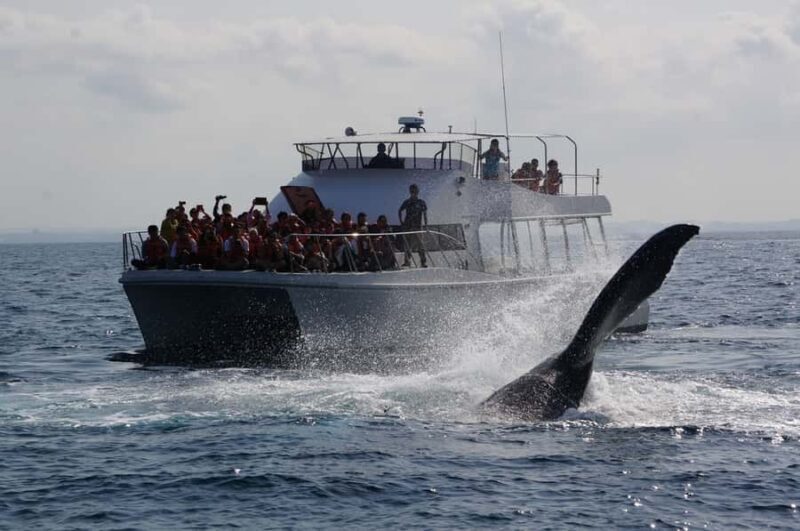 Whale watching tours departing from Naha - What Does the Itinerary Look Like?