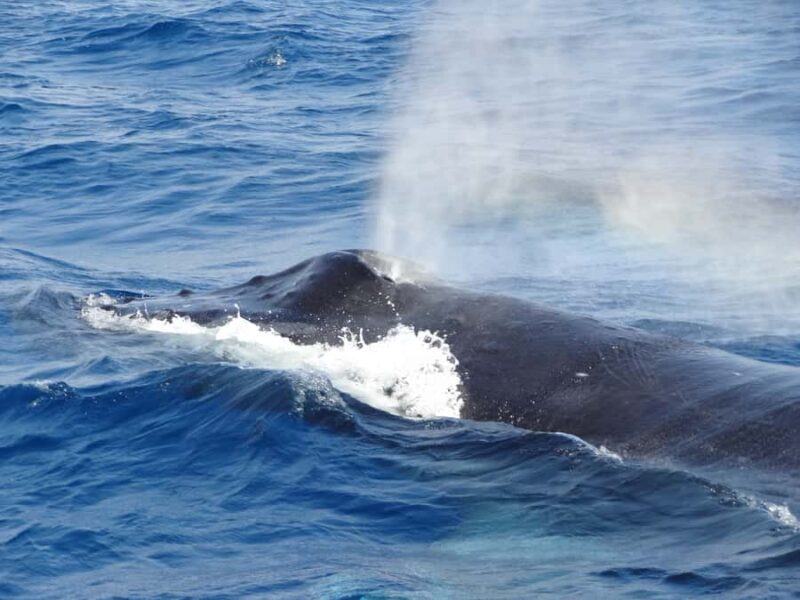 Whale watching tours departing from Naha - The Realistic Expectations and Potential Drawbacks