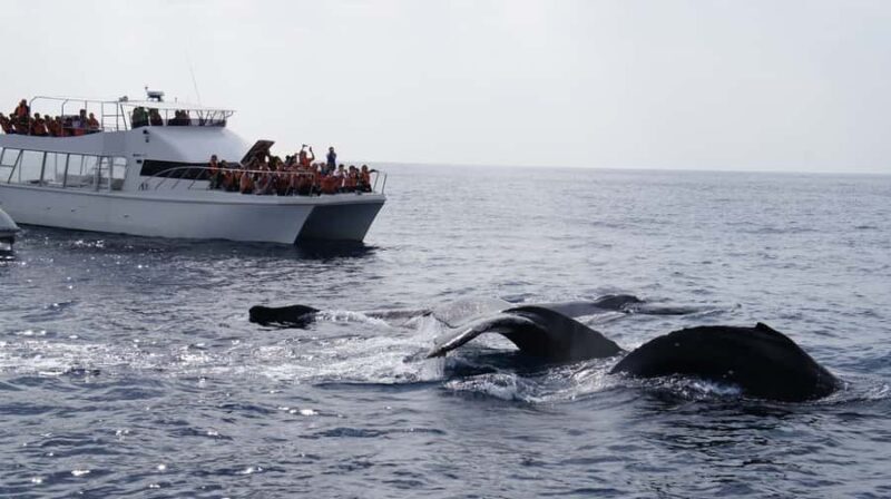 Whale watching tours departing from Naha - Analyzing the Value