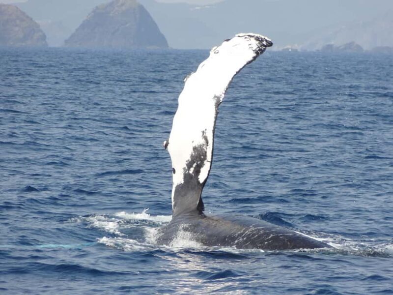 Whale watching tours departing from Naha - Good To Know