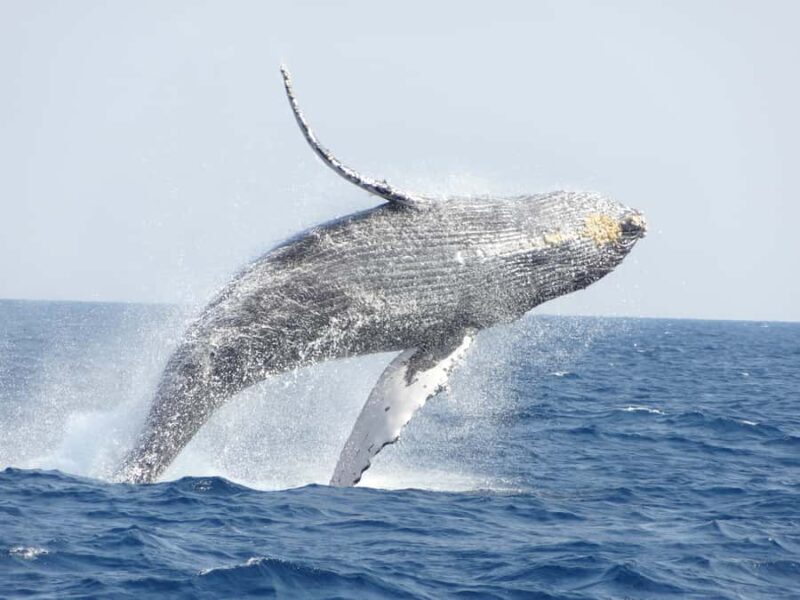 Whale watching tours departing from Naha - The Experience: Why It Stands Out