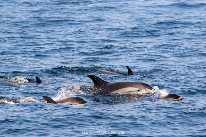 Whale Watching Trips to Stellwagen Bank Marine Sanctuary. Guaranteed Sightings! - Half-Day Whale-Watch Cruises in Gloucester