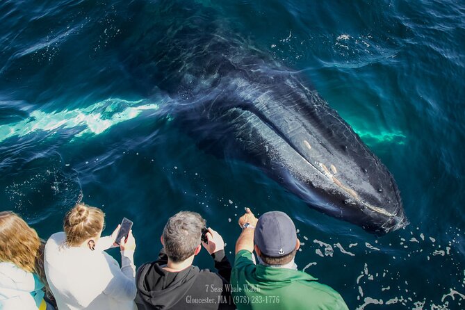 Whale Watching Trips to Stellwagen Bank Marine Sanctuary. Guaranteed Sightings! - Guided Commentary and Education