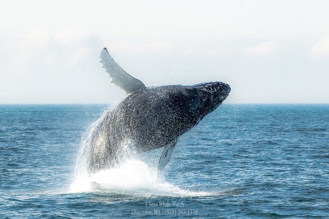 Whale Watching Trips to Stellwagen Bank Marine Sanctuary. Guaranteed Sightings! - Trip Details and Logistics