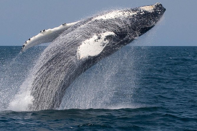 Whale Watching Trips to Stellwagen Bank Marine Sanctuary. Guaranteed Sightings! - Close Encounters With Whales at Stellwagen Bank Marine Sanctuary