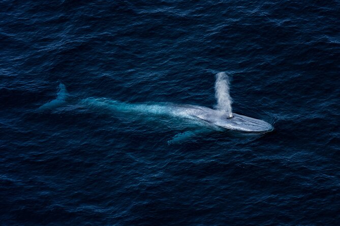 Whale Watching Ultimate Adventure Tour - Types of Whales Youll Encounter