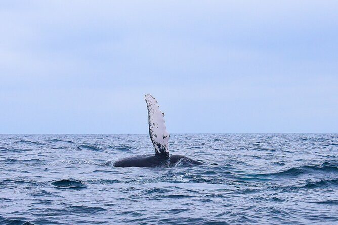 Whale Watching Warranty in San José del Cabo Snacks and drinks - An Honest Look at the Whale Watching Tour in San José del Cabo