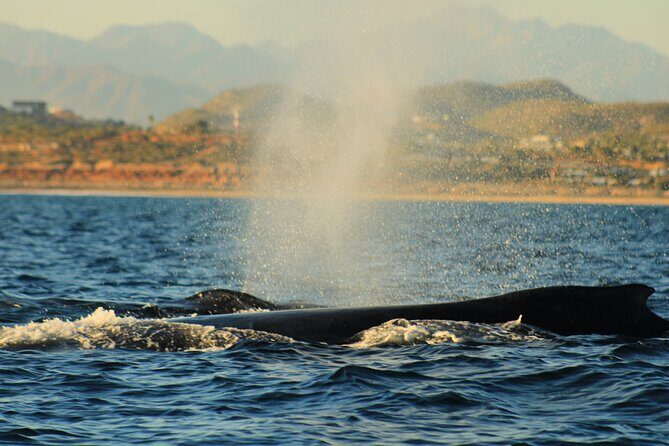 Whale Watching Warranty in San José del Cabo Snacks and drinks - FAQ