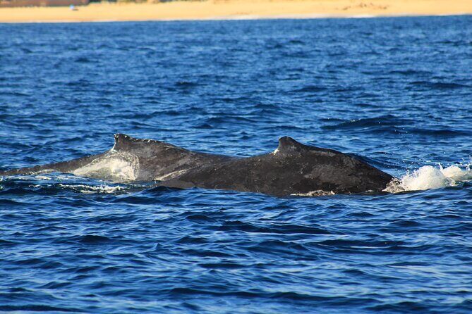 Whale Watching Warranty in San José del Cabo Snacks and drinks - Final Thoughts
