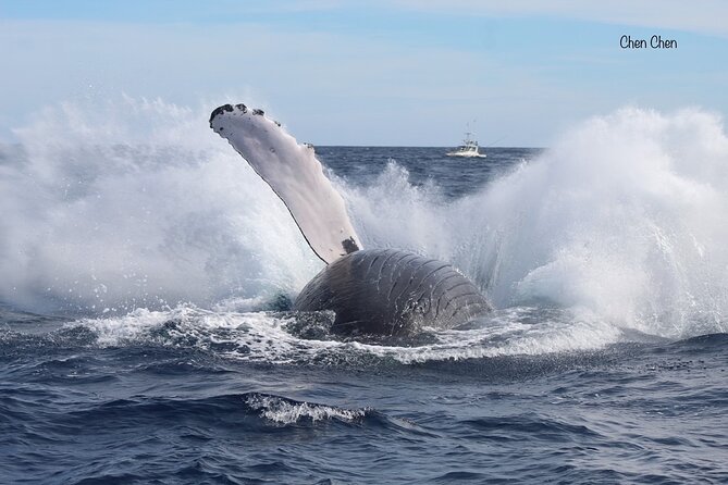 Whale Watching With Hydrophone in Cabo San Lucas - Tour Highlights