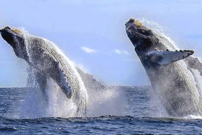 Whale Watching With Hydrophones! Hear the Whales! - The Ultimate Whale Watching Experience