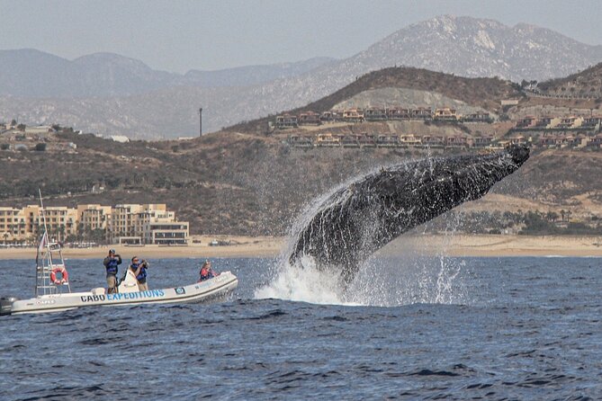 Whale Watching Zodiac in Cabo San Lucas With Comp Transportation - What To Expect