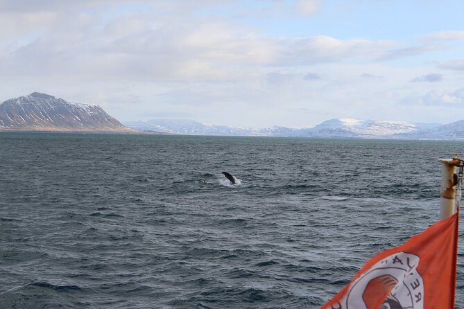 Whale Wonders Morning Expedition From Reykjavík - Good To Know