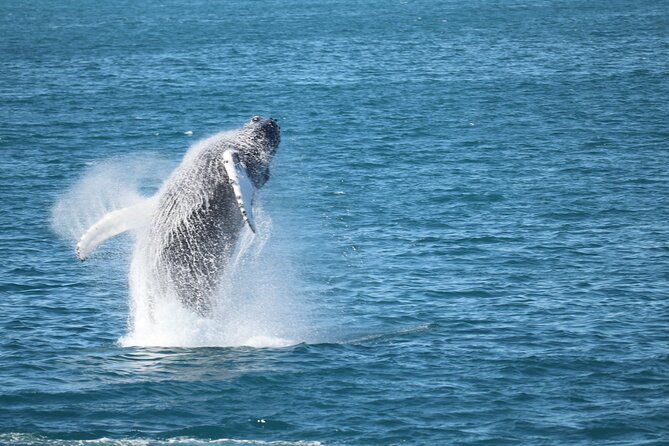 Whale Wonders Morning Expedition From Reykjavík - Amenities and Services