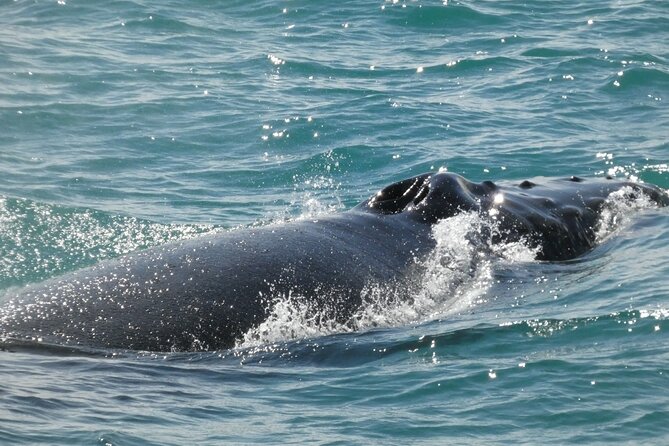 Whale Wonders Morning Expedition From Reykjavík - Accessibility Information