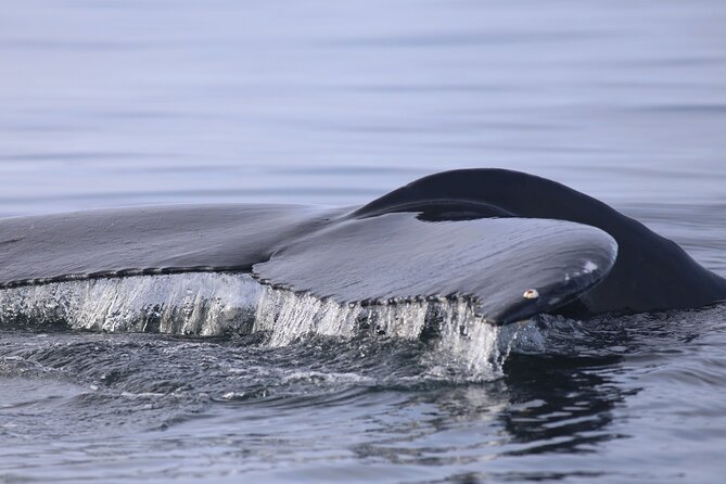 Whale Wonders Morning Expedition From Reykjavík - Booking and Pricing