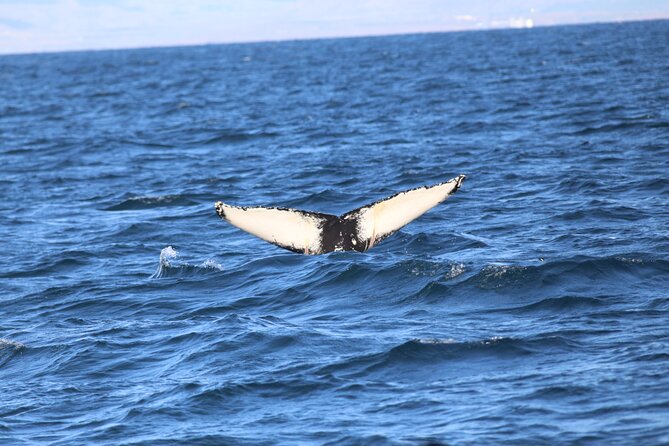Whale Wonders Morning Expedition From Reykjavík - Additional Information