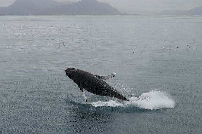 Whale Wonders Morning Expedition From Reykjavík - Frequently Asked Questions