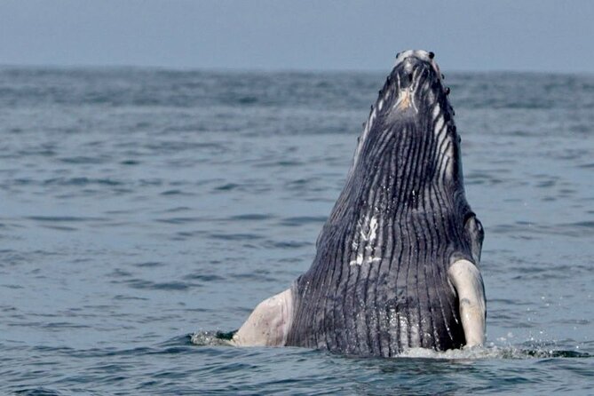 Whales and Dolphins Combo Tour - Booking and Pricing