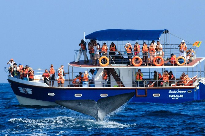 Whales and Dolphins Watching Mirissa - Date and Travelers