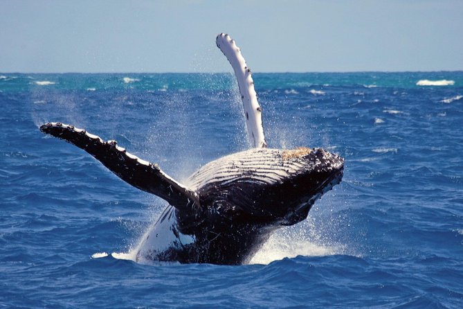 Whales and Dolphins Watching Mirissa - Tour Details