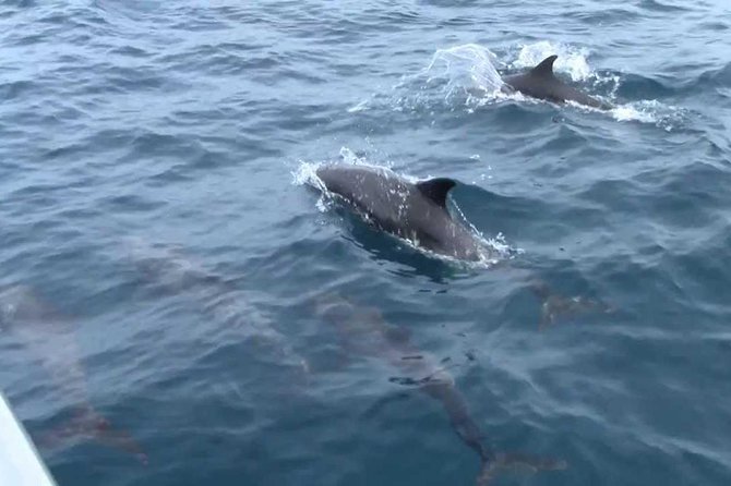 Whales and Dolphins Watching Mirissa - Cancellation Policy