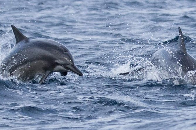 Whales and Dolphins Watching Mirissa - Experience Highlights