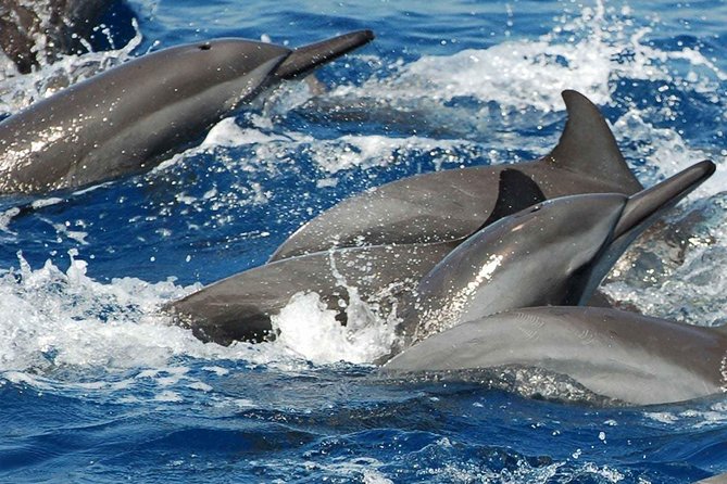 Whales and Dolphins Watching Mirissa - Sightings and Wildlife