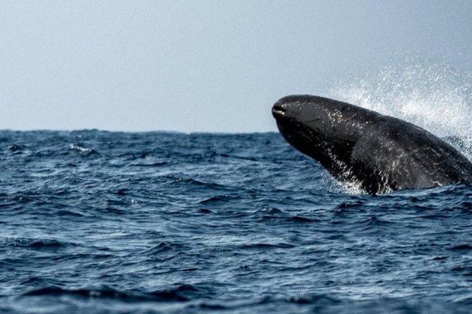 Whales and Dolphins Watching Mirissa - How to Book