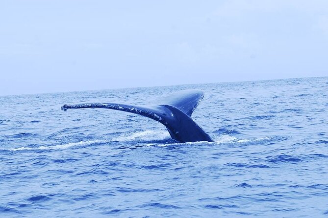 Whales and Dolphins Watching Tour From Manuel Antonio - Reviews and Ratings