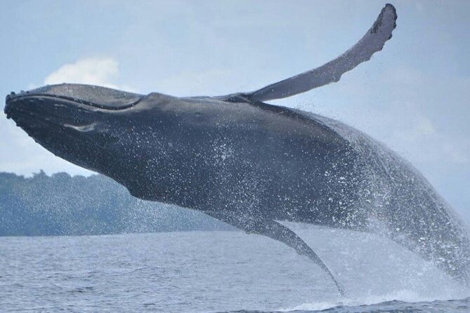 Whales and Dolphins Watching Tour From Manuel Antonio - Safety Measures and Experience
