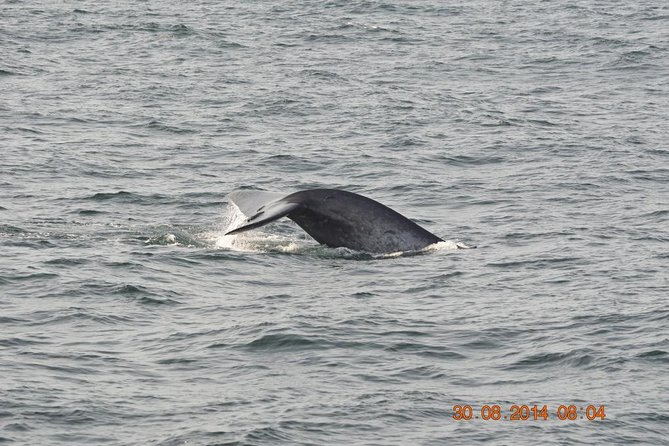 Whales & Dolphins Watching Day Tour in Mirissa From Bentota & Its Surrounding - Pickup Details and Start Time