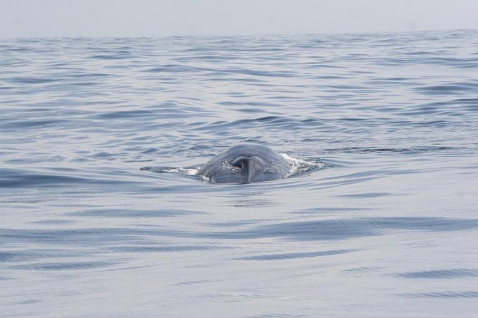 Whales & Dolphins Watching Day Tour in Mirissa From Bentota & Its Surrounding - Frequently Asked Questions