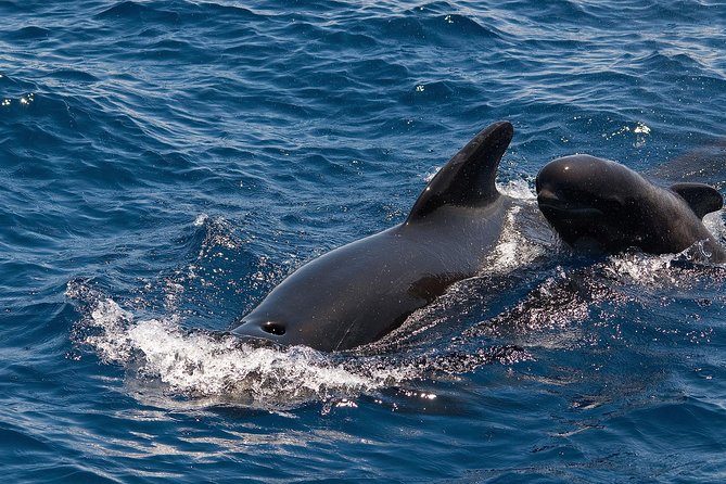Whales & Dolphins Watching in Exclusive Sailboat - What To Expect