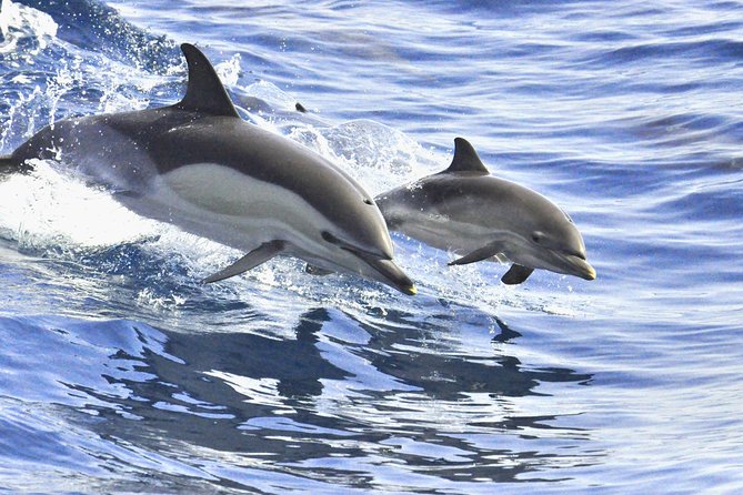 Whales & Dolphins Watching in Exclusive Sailboat - Cancellation Policy