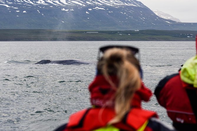 Whales, Eyjafjörður and Akureyri by RIB - Tour Overview