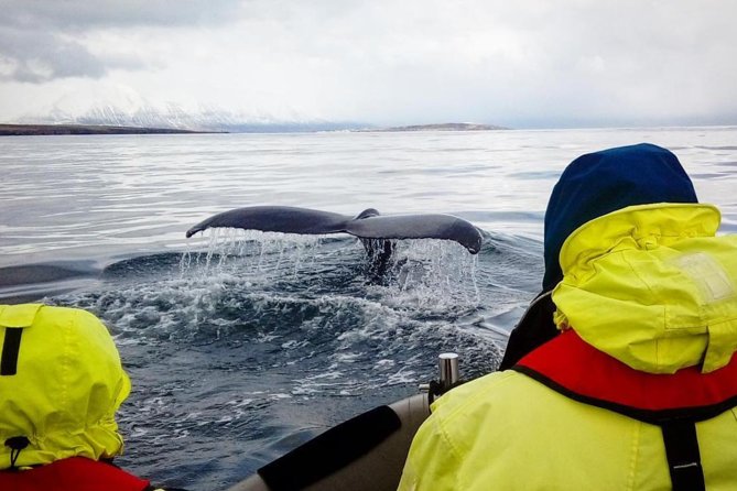 Whales, Eyjafjörður and Akureyri by RIB - Meeting Point and Additional Info
