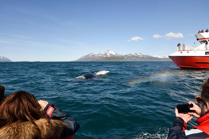 Whales, Eyjafjörður and Akureyri by RIB - What To Expect