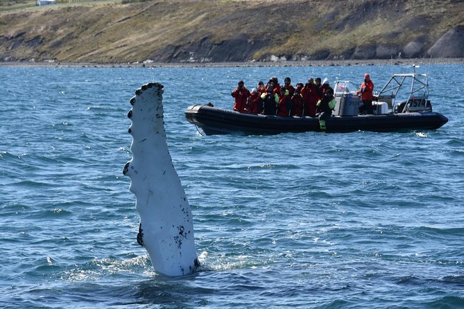 Whales, Eyjafjörður and Akureyri by RIB - Reviews and Ratings