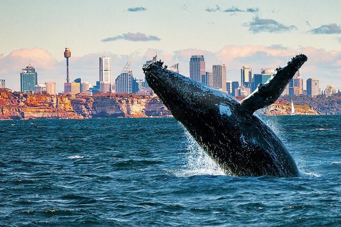 Whales of Sydney Sea Safari - Discovering the Whales of Sydney Sea Safari: An In-Depth Review