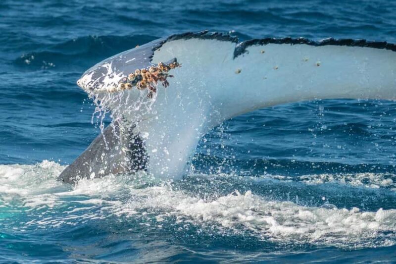 Whales of Sydney Sea Safari - Private - An Authentic Wildlife Adventure in Sydney’s Harbour